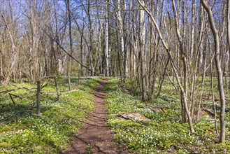 Hiking trial in a deciduous forest with flowering wood anemones (Anemone nemorosa) a beautiful