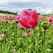 Opium poppy (Papaver somniferum), cultivation of edible poppy, poppy field, pink flowers and seed