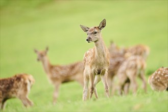 Red deer (Cervus elaphus) fawn standing on a meadow in the mountains in tirol, Kitzbühel, Wildpark