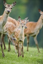 Red deer (Cervus elaphus) mother with her fawn standing on a meadow in the mountains in tirol,