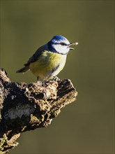 Blue Tit, Cyanistes Caeruleus, bird in forest at winter time