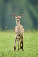 Red deer (Cervus elaphus) fawn walking on a meadow in the mountains in tirol, Kitzbühel, Wildpark