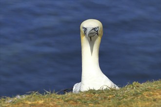 Northern gannet (Morus bassanus) animal portrait, looking over the edge of the cliff, Heligoland,