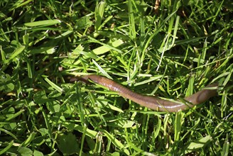 Earthworm in grass, Lumbricus Terrestris, Hamburg, Hamburg, Federal Republic of Germany