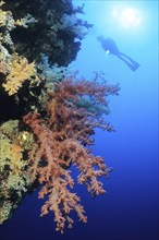 Backlit shot of silhouette of diver hovering with underwater lamp on steep wall of coral reef