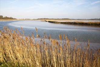 Reeds growing on the tidal estuary of the River Alde at Snape, Suffolk, England, United Kingdom,