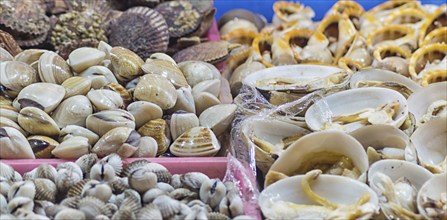 Different types of fresh clams in the market