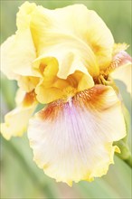 Beautiful multicolored iris flower bloom in the garden. Close up, fragility and summer concept