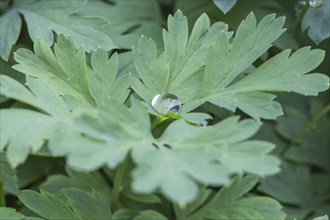 Water droplets on the leaves in the garden