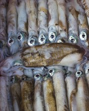 Fresh little squids on the ice in the market