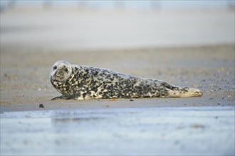 Close-up of harbor or harbour seal (Phoca vituliana vitulina) in spring (april) on Helgoland a