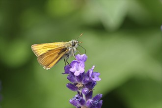 Large skipper (Ochlodes venatus), collecting nectar from a flower of Common lavender (Lavandula