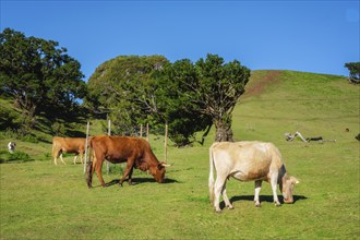 Cows in fantastic magical idyllic Fanal Laurisilva forest with centuries-old til trees. Madeira