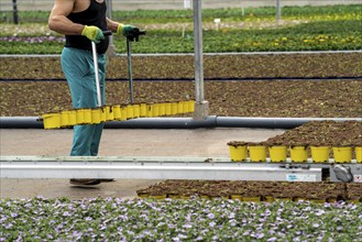 Horticultural business, greenhouse, freshly potted young plants are placed on beds to grow there,