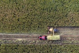 Maize harvest, combine harvester, chopper works its way through a maize field, the silage is pumped