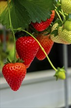 Strawberry cultivation in a greenhouse, strawberry plants with berries at different stages of