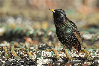 Common starling (Sturnus vulgaris) adult bird singing on a lobster fishing pot in a urban harbour,