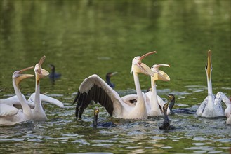 Great white pelican (Pelecanus onocrotalus) on a lake, captive