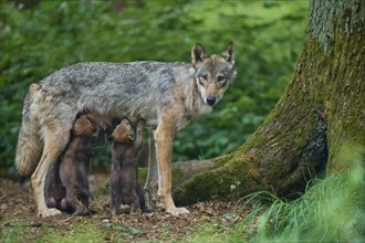 Gray wolf (Canis lupus) suckling its pups in the forest, surrounded by lush greenery and trees,