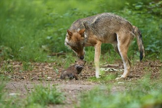 Gray wolf (Canis lupus), with a pup in the forest, summer, Germany, Europe