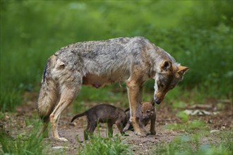 Gray wolf (Canis lupus), with pups in the forest, summer, Germany, Europe