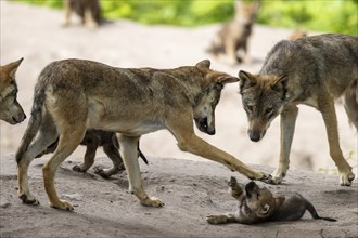 Two adult gray wolves (Canis lupus), Germany, Europe