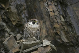 Peregrine (Falco peregrinus) falcon adult bird perched on a rock in a quarry, England, United