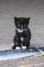 Domestic cat, 8-week-old kitten, Vulkaneifel, Rhineland-Palatinate, Germany, Europe