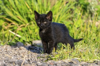 Domestic cat, 8-week-old kitten, Vulkaneifel, Rhineland-Palatinate, Germany, Europe