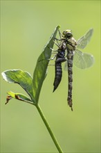 Southern Hawker (Aeshna cyanea) with exuviae, Emsland, Lower Saxony, Germany, Europe