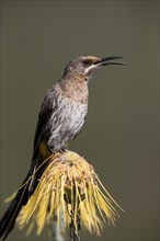 Cape Honeybird (Promerops cafer), adult, male, singing, on flower, Protea, Kirstenbosch Botanical