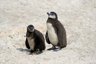 African penguin (Spheniscus demersus), two juveniles, Boulders Beach, Simonstown, Western Cape,