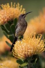 Cape Honeybird (Promerops cafer), adult, female, on flower, Protea, vigilant, Kirstenbosch Botanic