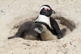 African penguin (Spheniscus demersus), adult with young, at the nest, Boulders Beach, Simonstown,