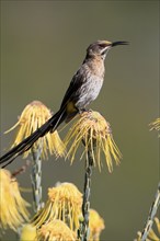 Cape Honeybird (Promerops cafer), adult, male, singing, on flower, Protea, Kirstenbosch Botanical