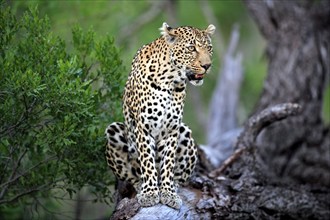 Leopard (Panthera pardus), adult, tree, Sabi Sand, Private Game Reserve, Kruger, National Park,