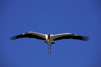 Wood stork (Mycteria americana), adult, flying, Florida, USA, North America