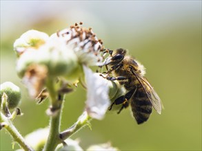 European Honey Bee, Apis mellifera, bee on blackberry flowers