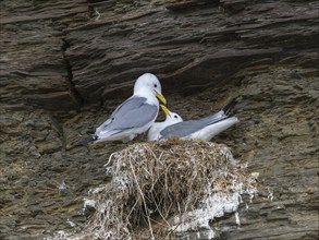 Black-legged kittiwake (Rissa tridactyla), breeding pair at nest in breeding colony, on coastal