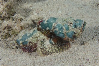 Juvenile false stonefish (Scorpaenopsis diabolus), Dive Site House Reef, Mangrove Bay, El Quesir,