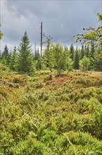 Vegetation with Norway spruce (Picea abies) and colored European blueberry (Vaccinium myrtillus) on