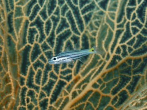 A striped fish, five-line cardinalfish (Cheilodipterus quinquelineatus) in front of giant fan coral