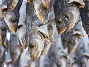 Atlantic cod (Gadus morhua) hung up to dry as stockfish, an old preservation method, Lofoten,