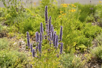 Scented nettle (Agastache), flower bed, Dülmen, Münsterland, North Rhine-Westphalia, Germany,