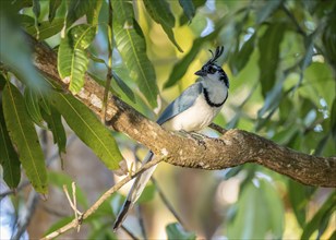 White-throated Magpie-Jay(Cyanocorax formosus) on branch, Costa Rica, Central America