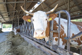 A cow is being fed in the barn. She is standing behind metal bars and has a yellow ear tag,