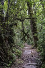 Parque Tepuhueico, Chiloe, Chile, South America