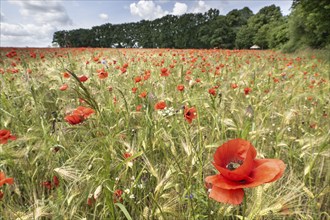 Poppy flower (Papaver rhoeas) in a grain field, Mecklenburg-Western Pomerania, Germany, Europe