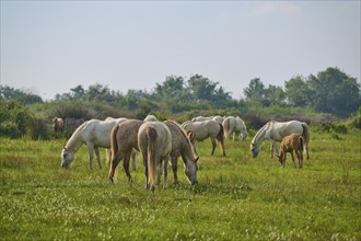 White Camargue horse herd with foals grazing on a green pasture under a cloudy sky, surrounded by