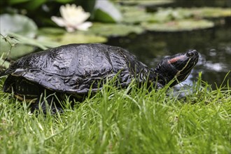 Red-eared slider (Trachemys scripta elegans), Emsland, Lower Saxony, Germany, Europe